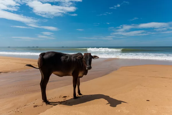 INDIJA (GOA)